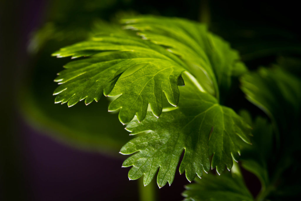 Herbs, including cilantro, have long been used as folk remedies