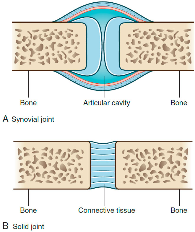 Joints: A) Synovial joint; B) Solid joint