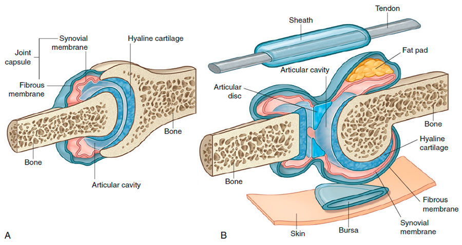 Synovial joints: A) Major features of a synovial joint; B) Accessory structures associated with synovial joints