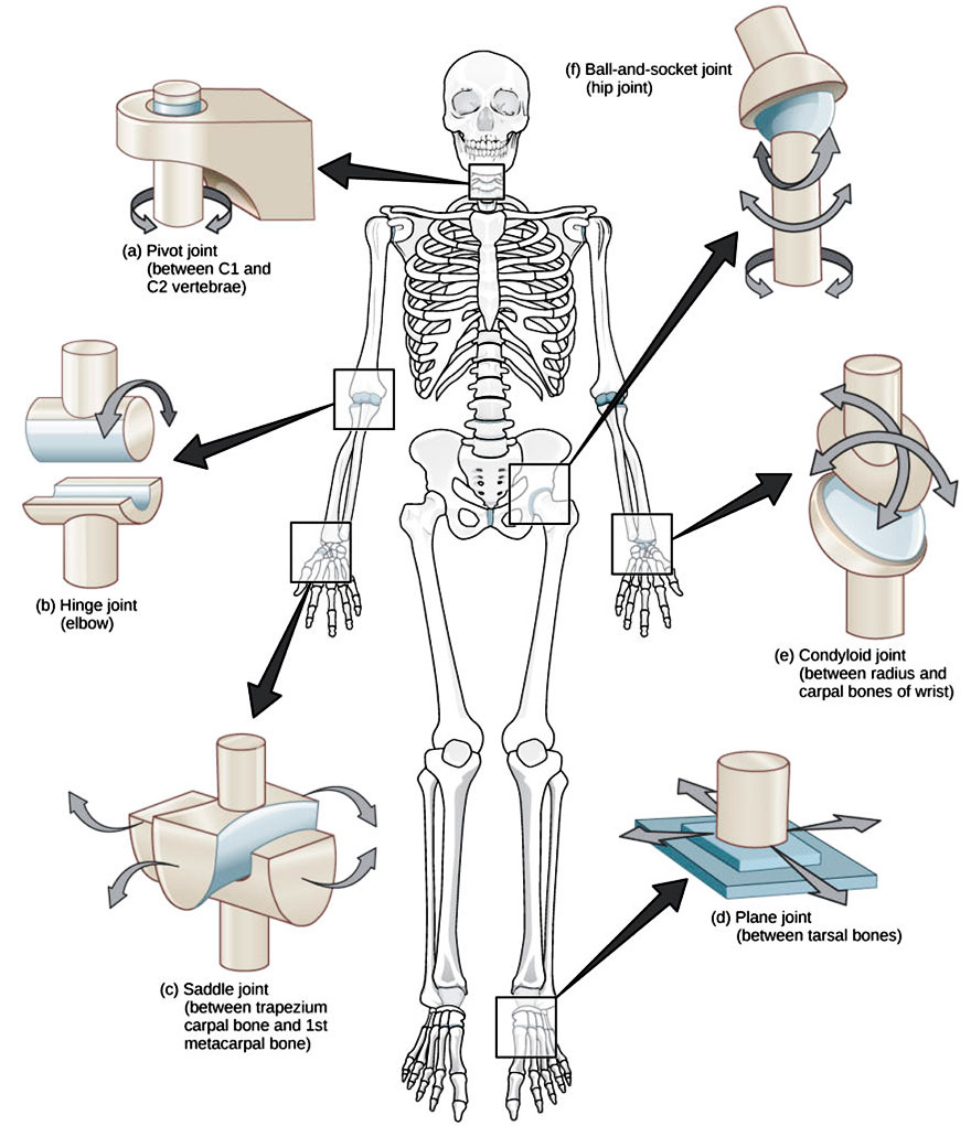 Types of Synovial Joints