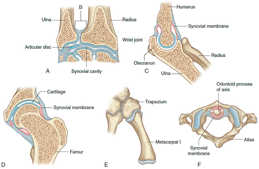 Various types of synovial joints. A. Condylar (wrist). B. Gliding (radio-ulnar). C. Hinge (elbow). D. Ball and socket (hip). E. Saddle (carpometacarpal of thumb). F. Pivot (atlanto-axial)