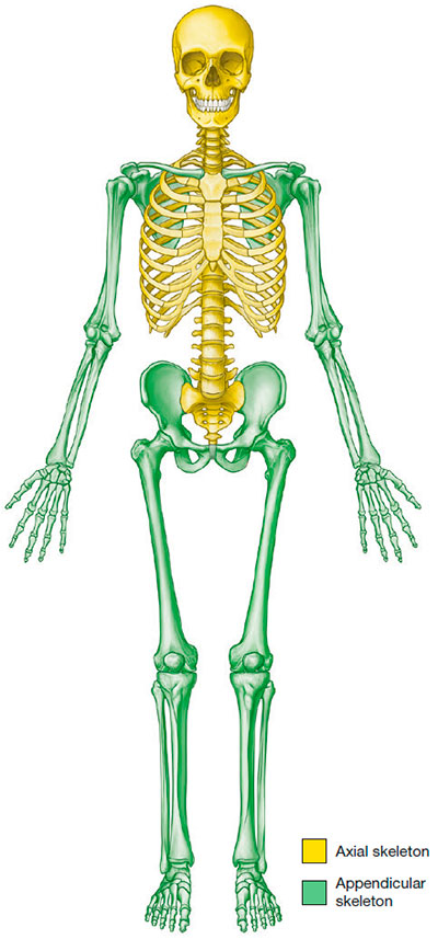 The axial skeleton and the appendicular skeleton