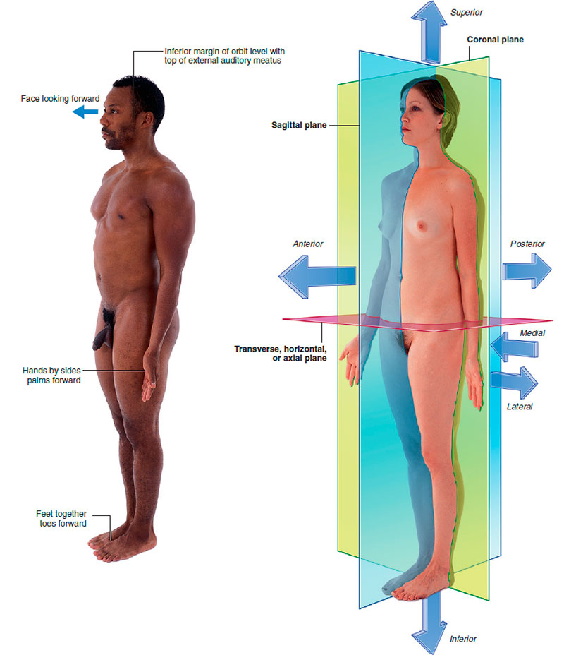 The anatomical position, planes, and terms of location and orientation