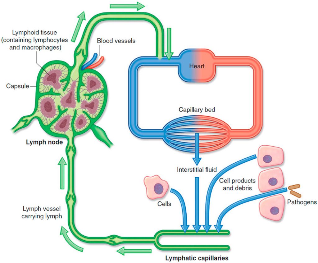 Lymphatic vessels mainly collect fluid lost from vascular capillary beds during nutrient exchange processes and deliver it back to the venous side of the vascular system
