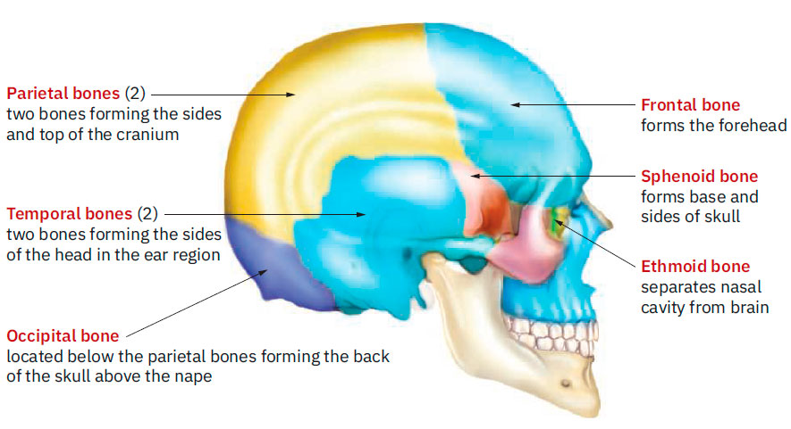 Cranial and facial bones