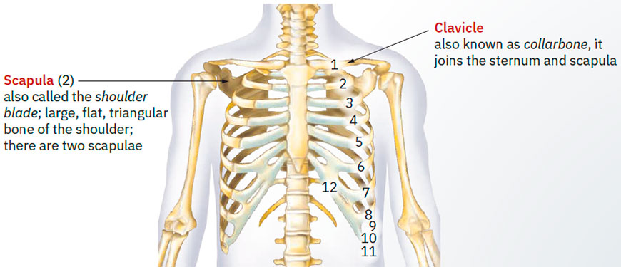 Shoulder bones