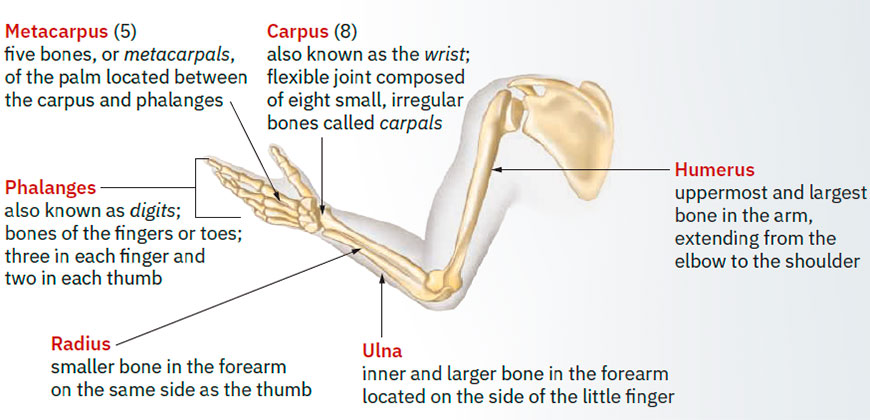 Arm and hand bones