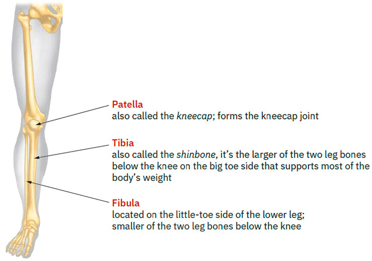 Leg bones