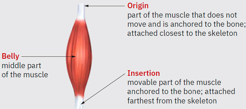 Muscle origin and insertion