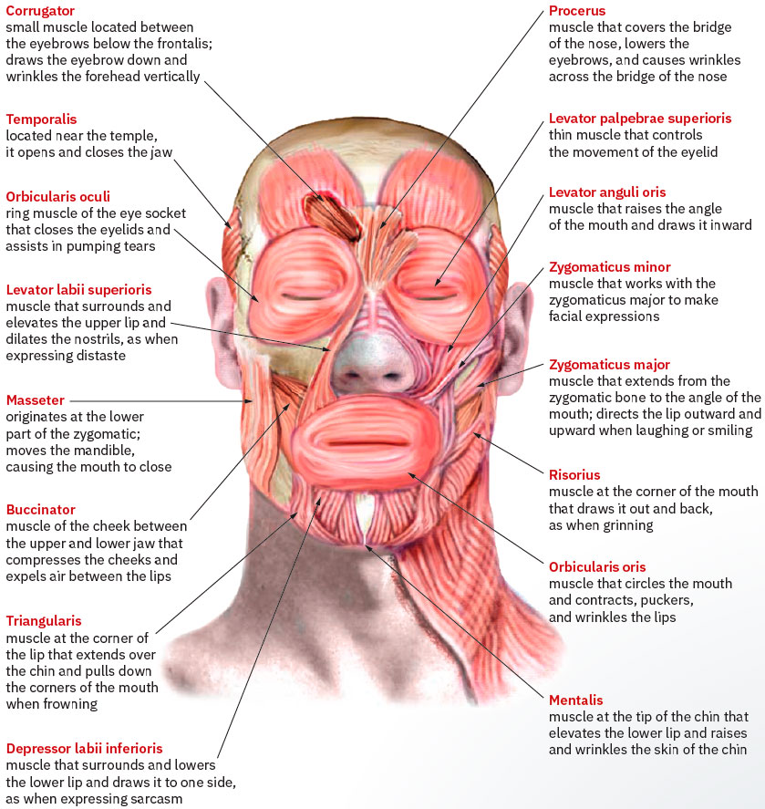 Face, nose, and mouth muscles