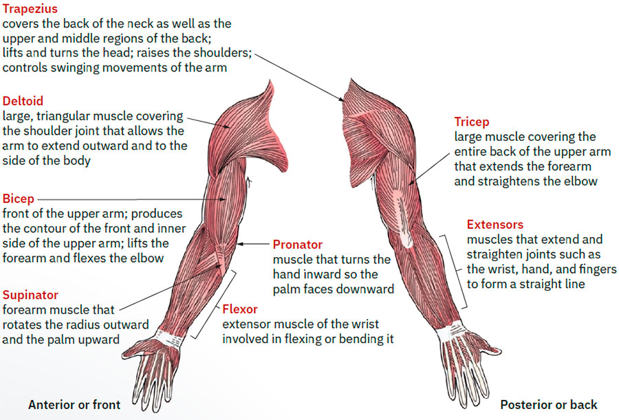 Anterior and posterior shoulder and arm muscles