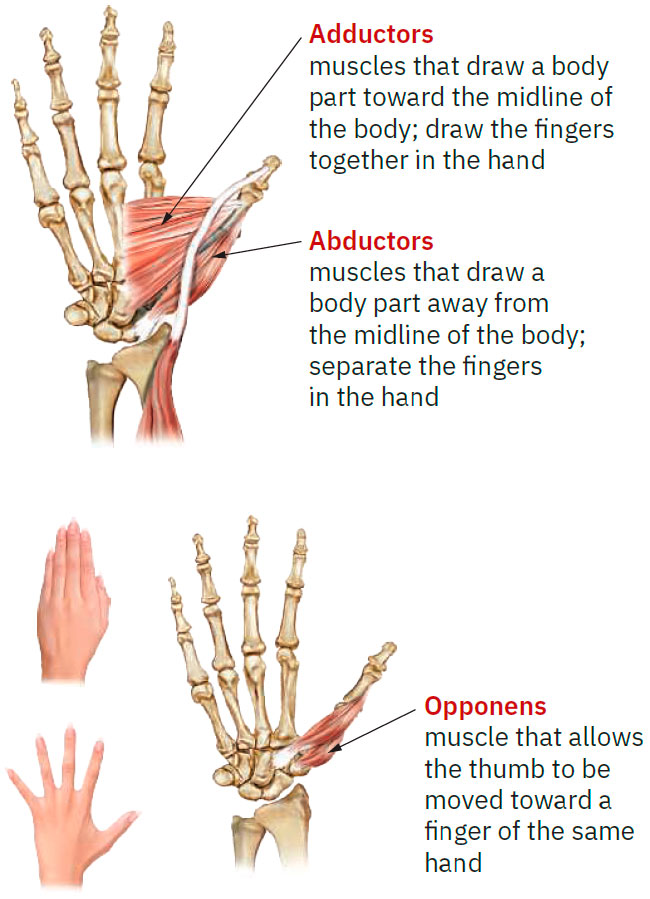 Hand muscles