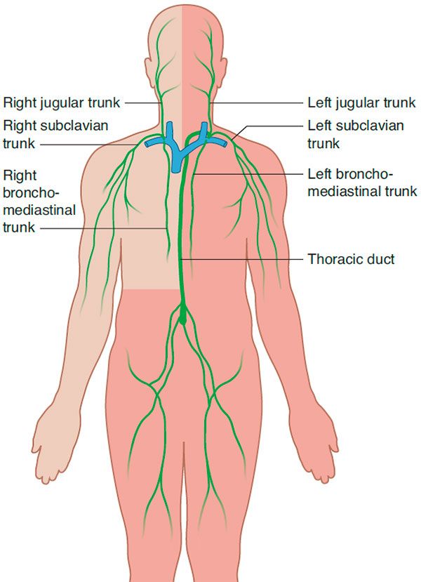 Major lymphatic vessels that drain into large veins in the neck