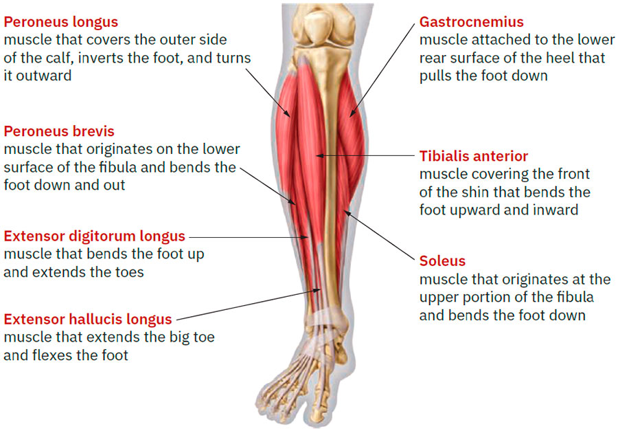 Lower leg muscles