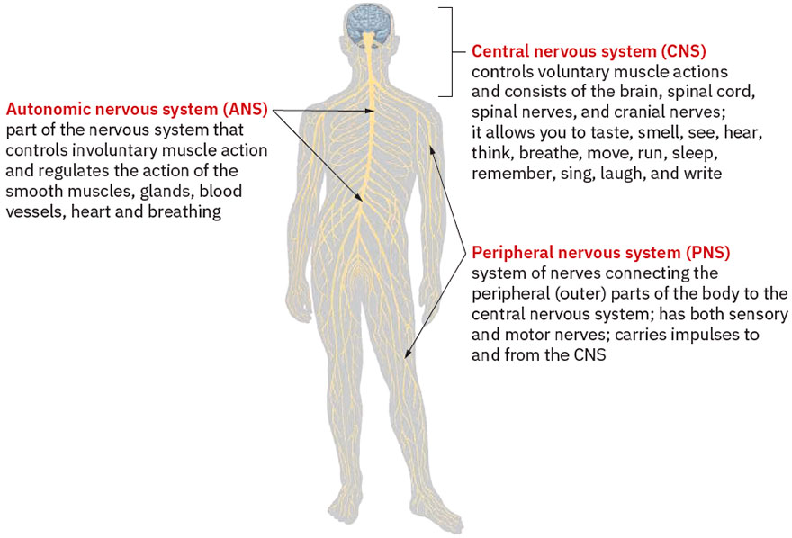Nervous system divisions