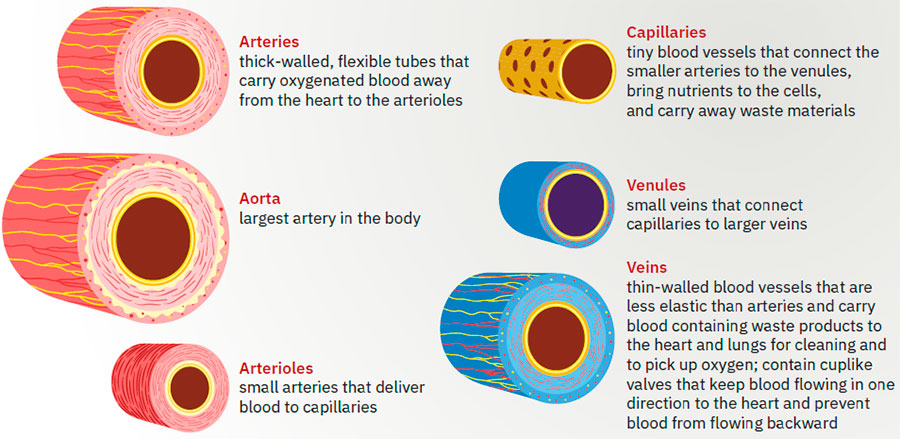 Blood vessels