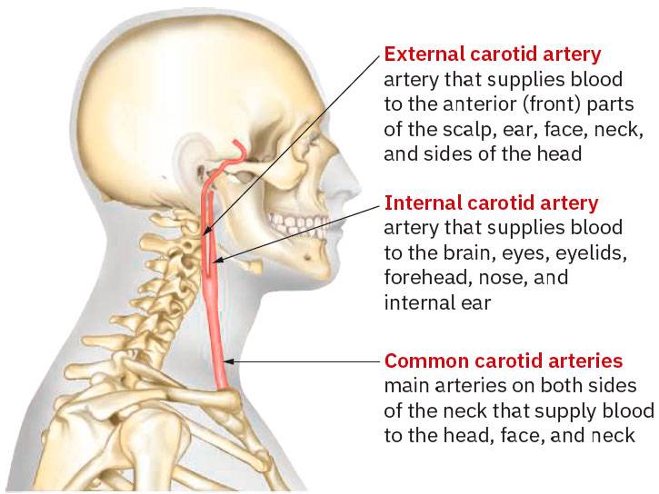 Head, face, and neck arteries