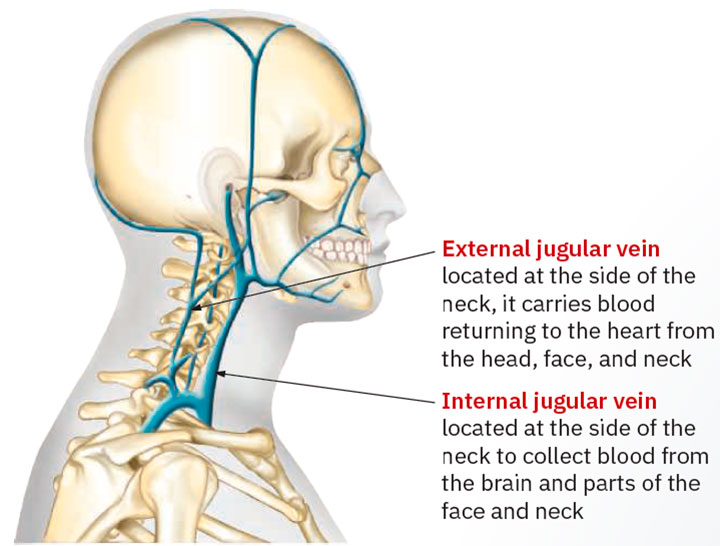 Head, face, and neck veins