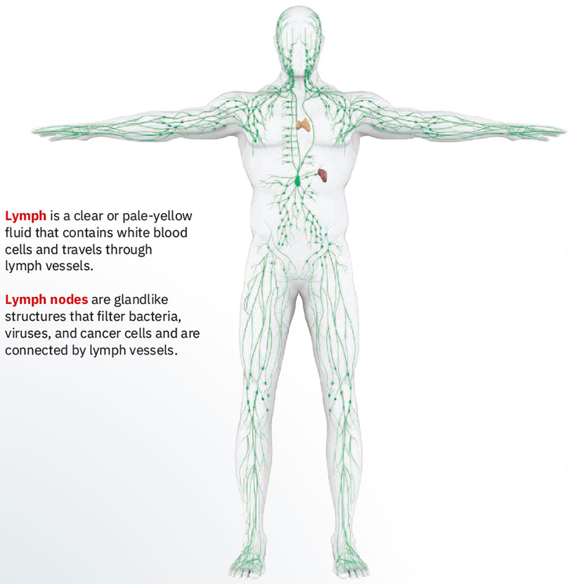 Lymphatic system