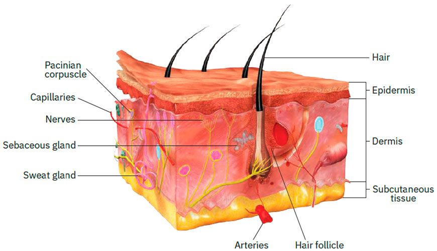 Structures of the skin