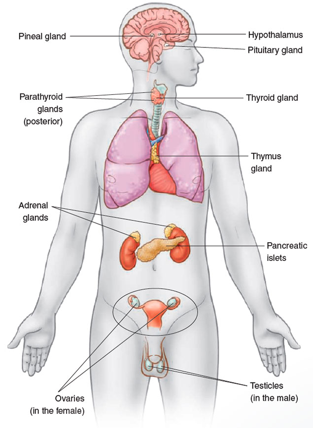 Endocrine glands and other body organs