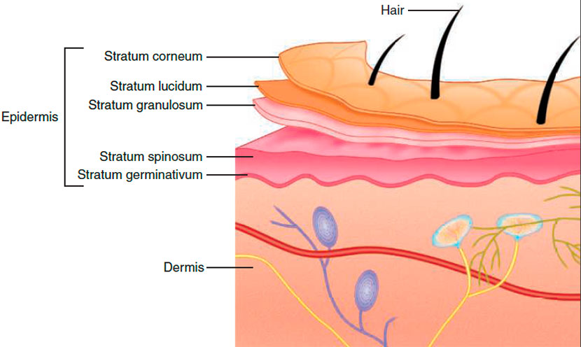 The dermis and five layers of the epidermis