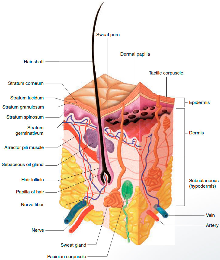 Structures of the skin