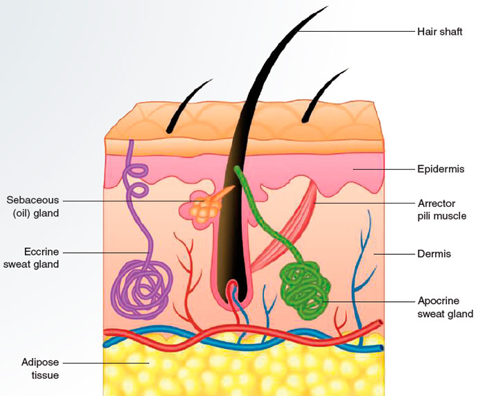 Oil and sweat glands