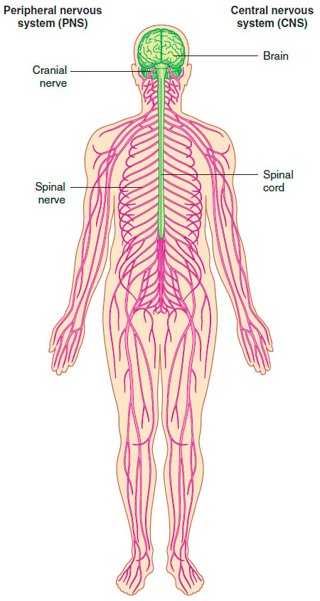 Nervous System: CNS and PNS