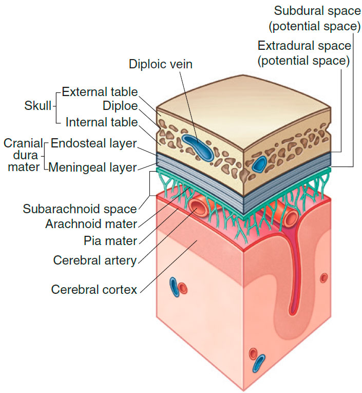 Arrangement of meninges in the cranial cavity