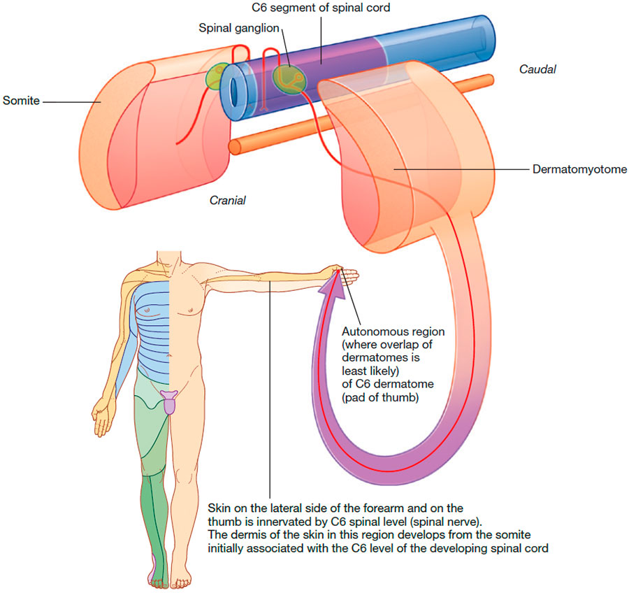 Dermatomes
