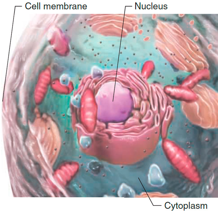 Basic structure of a cell