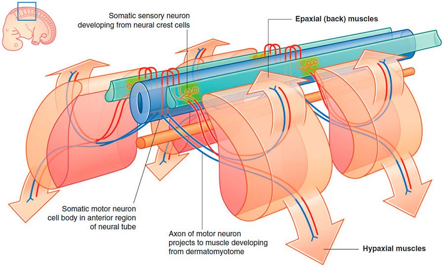 Somatic sensory and motor neurons