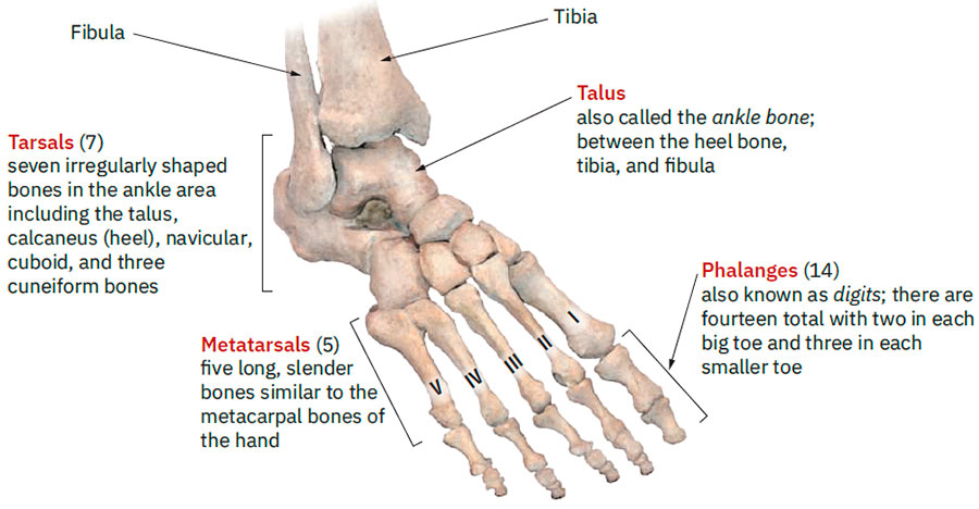 Ankle and foot bones