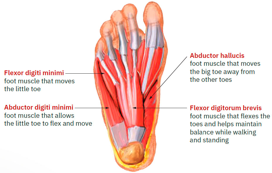 Foot muscles (bottom)