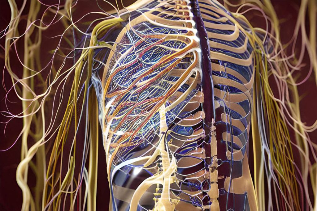 Mapping Sensory Innervation of the Body