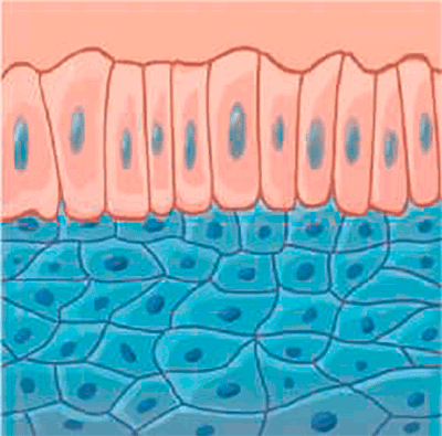 Epithelial tissue provides a covering that protects the body and is found within many parts of the body such as skin, mucous membranes, digestive and respiratory organs, the lining of the mouth, the lining of the heart, and the glands