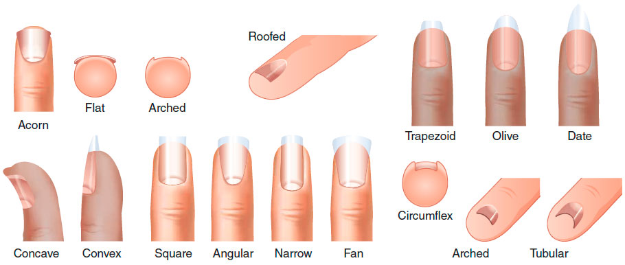 Various nail shapes