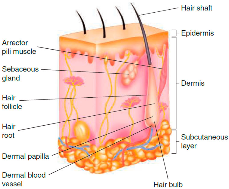 Hair structures