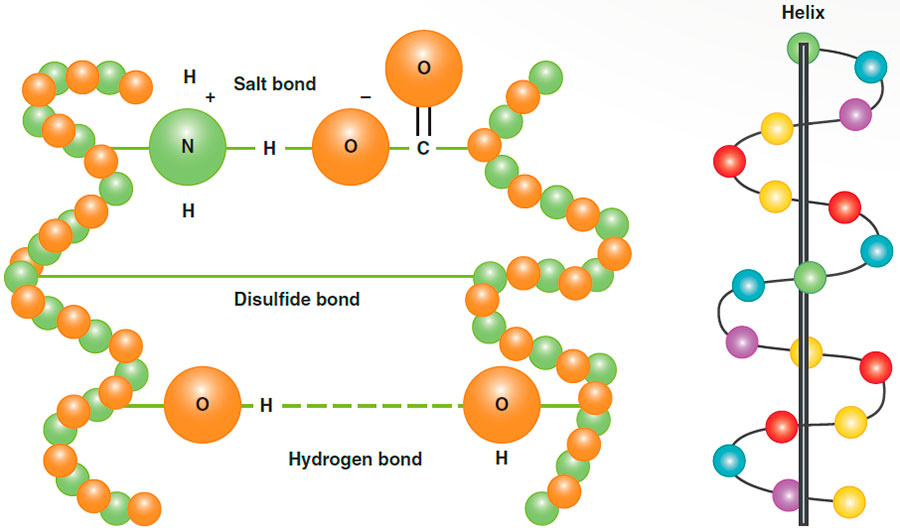 Helix formed by polypeptide chains