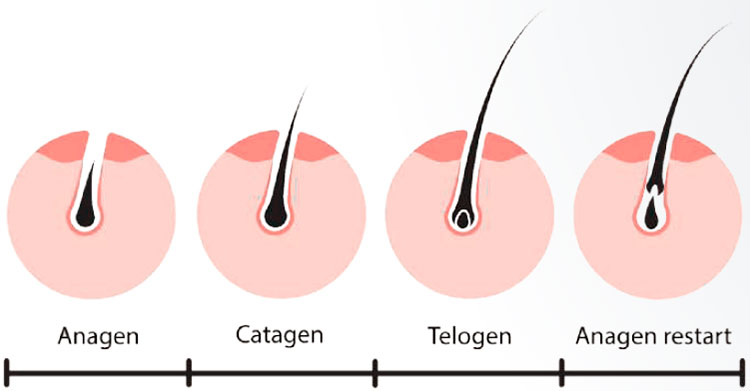 Hair Growth Cycles