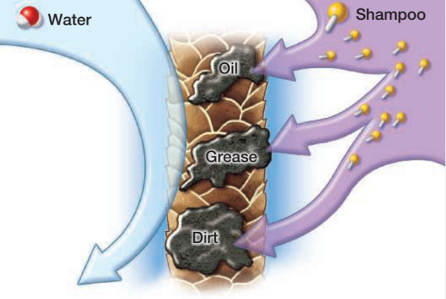 Tail of shampoo molecule being attracted to oil and dirt.