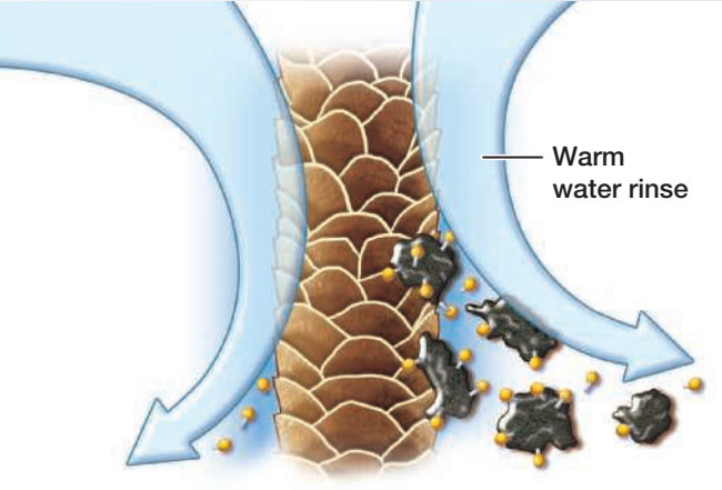 Heads of shampoo molecules attaching to water molecules