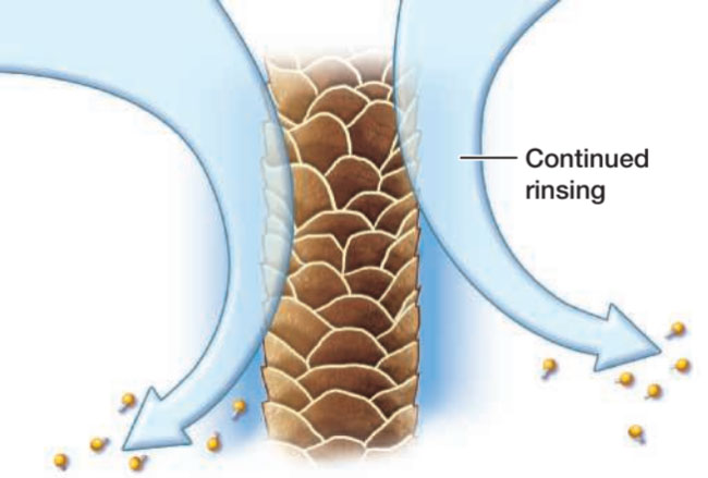 Thorough rinsing removes debris and excess shampoo