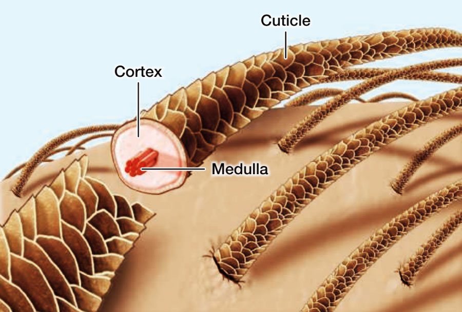 Humectants in moisturizing conditioners can bind to the cuticle or cortex layer